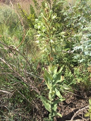 Bonatea antennifera