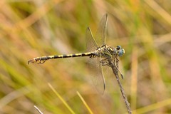 Paragomphus cognatus