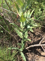 Bonatea antennifera