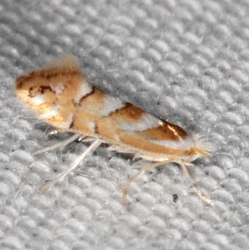 Golden Elm Leafminer