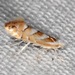 Golden Elm Leafminer - Photo (c) crguest, some rights reserved (CC BY-NC)