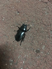 Dorcus rectus rectus