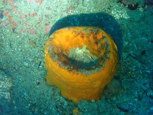 Desmacella dendyi