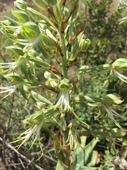 Bonatea antennifera