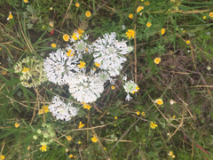 Marshallia caespitosa