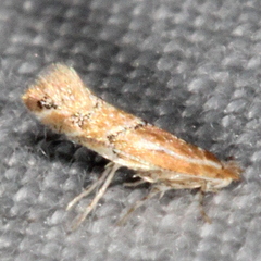 Phyllonorycter celtisella