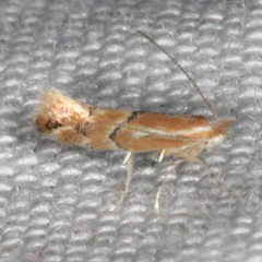 Phyllonorycter celtisella