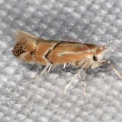 Phyllonorycter celtisella