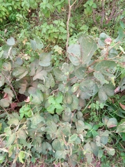 Piliostigma thonningii