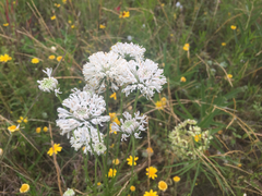 Marshallia caespitosa