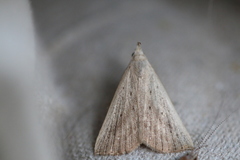 Macrochilo louisiana