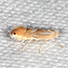 Phyllonorycter olivaeformis