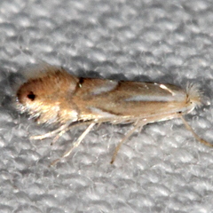 Phyllonorycter olivaeformis