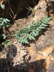 Cheilanthes dolomiticola