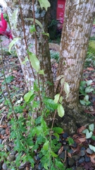Lithocarpus konishii