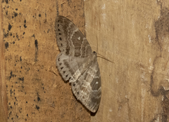 Cyclidia rectificata