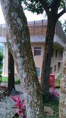 Lithocarpus konishii