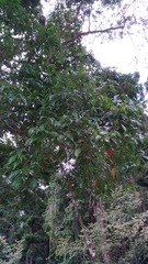 Lithocarpus konishii