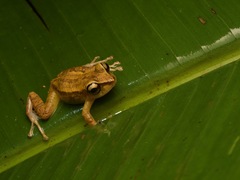 Mindo Rainfrog photo 4