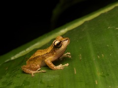 Mindo Rainfrog photo 5