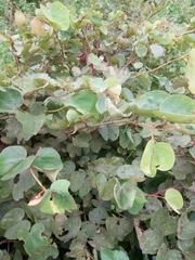 Piliostigma thonningii
