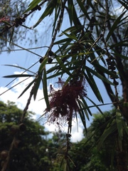 Melaleuca viminalis