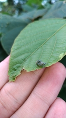 Eugnathus distinctus