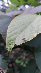 Eugnathus distinctus