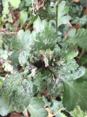 Dasineura crataegi