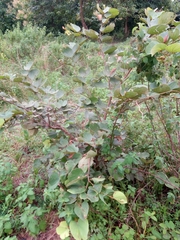 Piliostigma thonningii