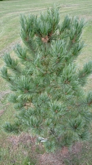 Pinus parviflora