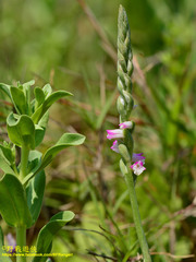 Spiranthes sinensis