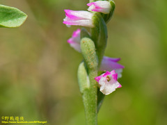 Spiranthes sinensis