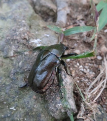 Pseudotorynorrhina japonica