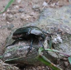 Pseudotorynorrhina japonica