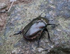 Pseudotorynorrhina japonica