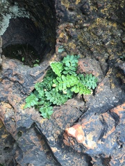 Asplenium cordatum