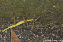 Huananphasma amicum