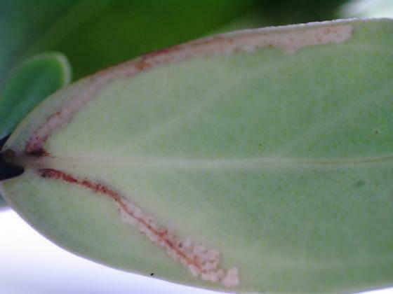 Coleotechnites nigra