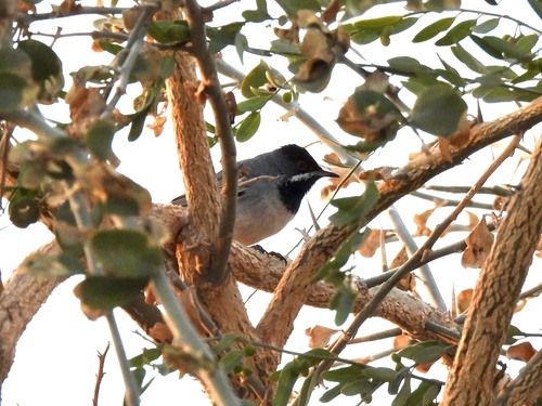 Rüppell's Warbler (Curruca ruppeli), photo 6