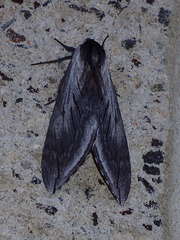 Sphinx perelegans