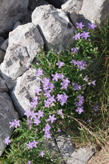 Campanula waldsteiniana