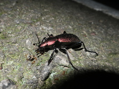 Carabus smaragdinus