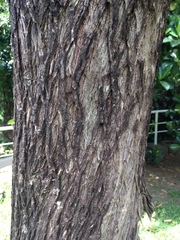 Melaleuca viminalis