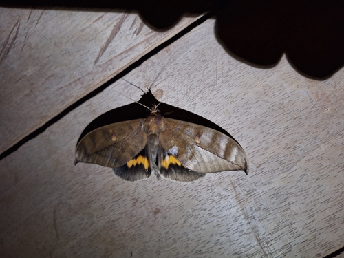 Phyllodes eyndhovii