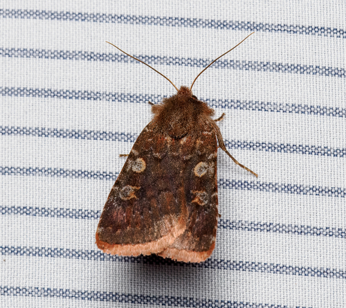 Reddish Speckled Dart photo 5