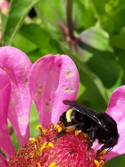 Bombus mexicanus
