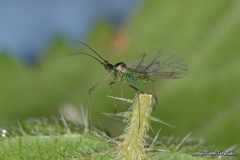 Microlophium carnosum