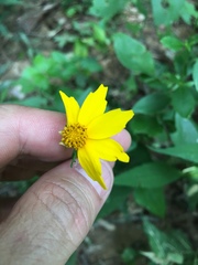 Coreopsis pubescens
