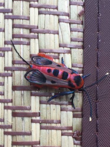 Akaisphecia